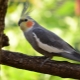 Hogyan határozzuk meg a Corella papagáj korát?