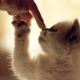 Comment sevrer un chat de la nourriture pour chat?
