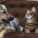 Comment faire des amis un chat avec un chien dans l'appartement?