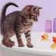 Comment se baigner le chaton pour la première fois et à quel âge peut-on commencer?