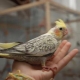 Hogyan kell megszelídíteni Corella kezét?