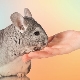 Comment apprivoiser les mains d'un chinchilla?