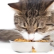 Comment apprendre à un chat à faire sécher des aliments?