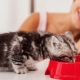 Comment apprendre à un chaton à faire sécher des aliments?