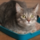 Comment former un chat adulte au bac?