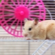 Comment faire une cage pour un hamster avec ses propres mains?