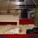 Comment faire une cage pour un cochon d'inde avec ses propres mains?