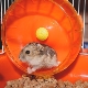 Comment faire une roue pour un hamster avec ses propres mains?
