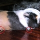 Comment couper les griffes de cochon d'Inde?