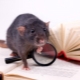 Comment prendre soin d'un rat domestique?