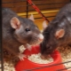 Comment choisir de la nourriture pour les rats d'ornement?