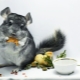 Comment choisir la nourriture pour les chinchillas?
