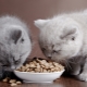 Comment choisir une nourriture sèche premium pour chat?