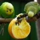 Quel genre de fruit peut donner des perroquets ondulés?