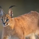 Caracals: caractéristiques de la race, règles de soins à domicile