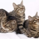Les chats chinois: types et nuances de contenu