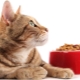 Chats pour chats: les différences et les nuances de choix