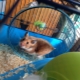 Cages pour hamster: types, choix et disposition