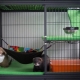Cages à furet: caractéristiques, sélection et création