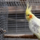 Corella ketrecek: tervezés, elrendezés, telepítés és karbantartás