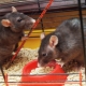 Cages pour rats: caractéristiques, sélection, équipement, soin
