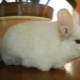 Cages pour chinchilla: types, caractéristiques de choix et d'arrangement