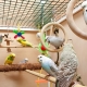 Cages pour perroquets ondulés: le choix, la disposition, l'installation et l'entretien