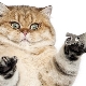 Coupe-ongles Cat: types, caractéristiques du choix et fonctionnement