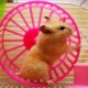 Hamster Wheel: Variété, Choix et Formation