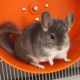 Roue de chinchilla