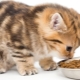 Nourriture pour chat super premium: description, marques, conseils pour choisir