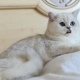 Chat chinchilla argenté: description et règles de garde