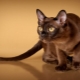 American Burmese Cats: description et caractéristiques des soins