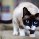 Snow-shu cats: description, variations de couleur et contenu