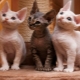 Rex cats: races populaires et leur contenu