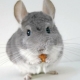Noms beaux et inhabituels pour les chinchillas