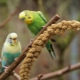 Noms magnifiques et originaux pour les perroquets ondulés des garçons