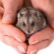 Beaux noms pour hamsters
