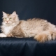 Laperm: description des chats, leur caractère et les caractéristiques du contenu