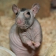 Rat chauve: caractéristiques de la race et conseils d'entretien