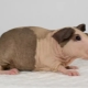 Cochons d'Inde Chauves: caractéristiques, races et contenu