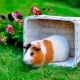 Cochons d'Inde: nourrir et soigner à la maison