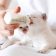 Est-il possible de nourrir le chaton avec de la nourriture pour bébé?