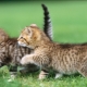 Nourriture molle pour chatons: classification et règles de sélection