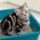 Litière pour chat: variétés et subtilités d'utilisation