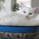 Vue d'ensemble des chats blancs de race Angora turque