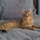 Highlander Cats Vue d'ensemble