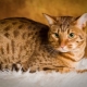Ocicat: description de la race de chats et des soins