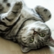 The color of the British cat Whiskas: color features and subtleties of care