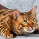 Description, nature et contenu des chats toyger